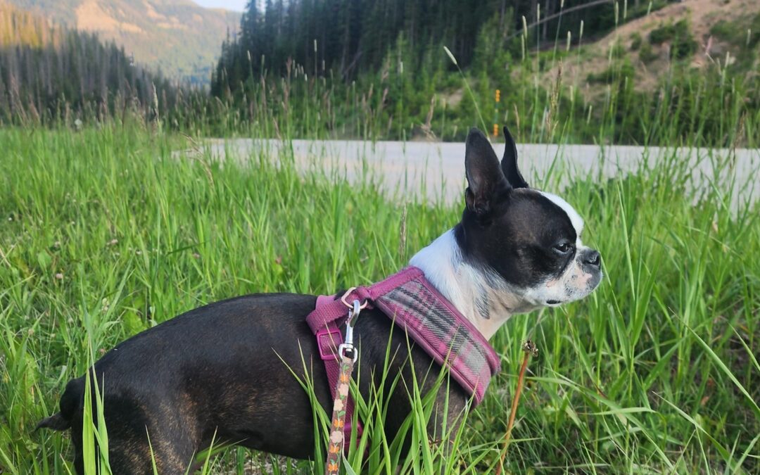 Reflections from a Therapist on Life, Growth, and Leadership